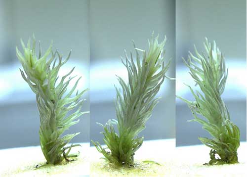 図2：極地植物シラガゴケ（3種類の角度から撮影）
